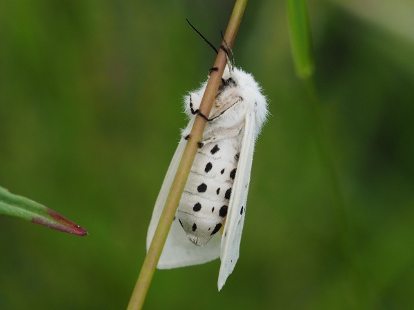 Kuva 7a