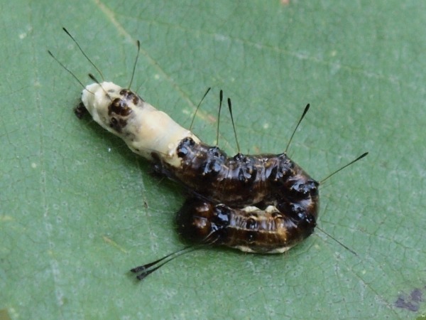Toukka 5a