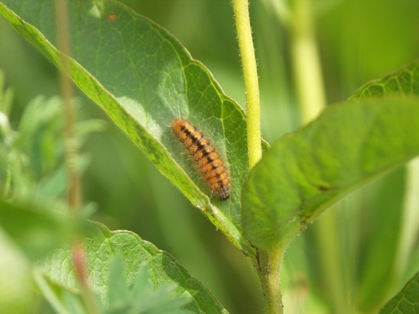 Toukka 5a