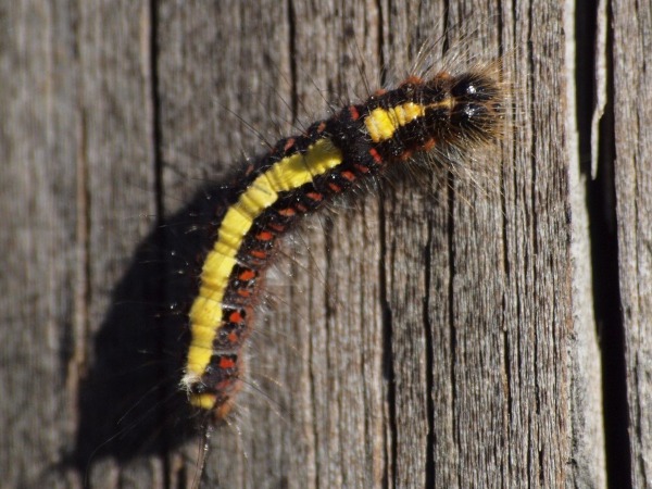 Toukka 7