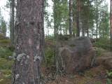 Biotooppi 1