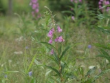 Biotooppi 1