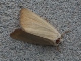 Pilliy&ouml;kk&ouml;nen
