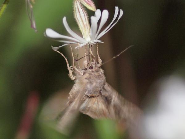 Kuva 26.6.2012b