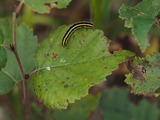 Toukka 17.9.2017