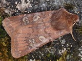 Rusokev&auml;ty&ouml;kk&ouml;nen