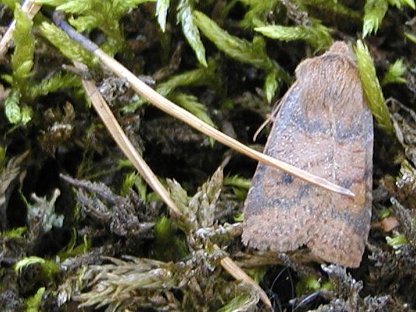 Kuva 3