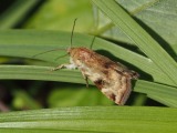 Kuva 11a