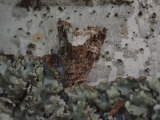 Kuva 7