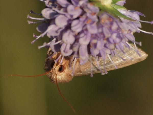 Kuva 13.8.2012a