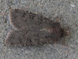 Pikihietay&ouml;kk&ouml;nen
