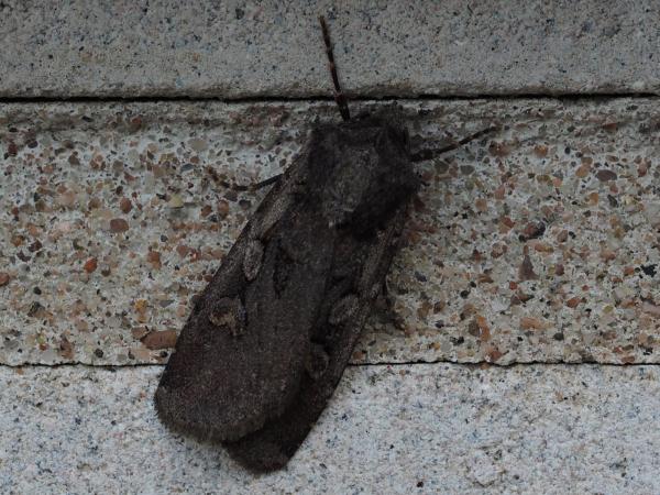Kuva 25.8.2015