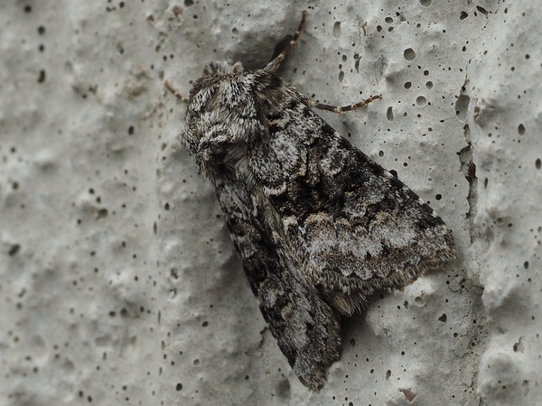 Kuva 26.6.2019