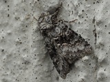Kuva 26.6.2019