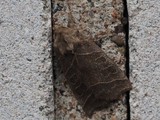 Pajuk&auml;&auml;r&ouml;y&ouml;kk&ouml;nen