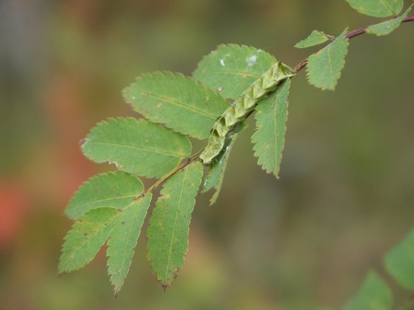 Toukka 1b