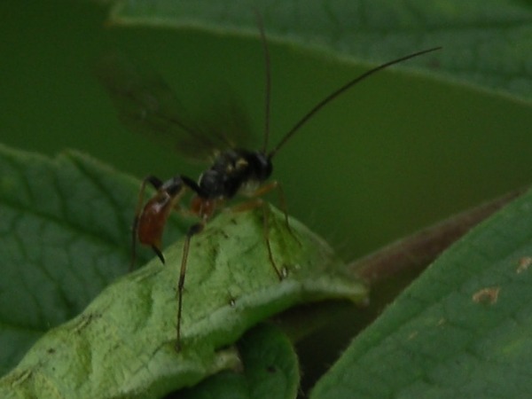 Toukka 5a