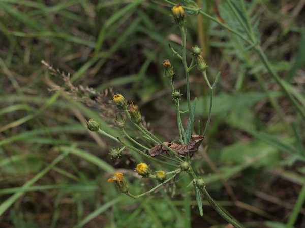 Toukka 6b