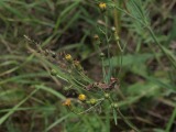 Toukka 6b