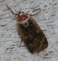 Isomorsiusy&ouml;kk&ouml;nen