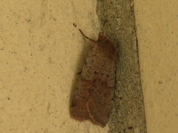 Kuva 2