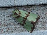 Kuva 31.8.2016