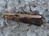 Ruskoirsiy&ouml;kk&ouml;nen