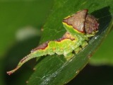 Haapahangokas