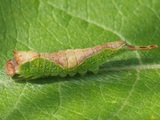 Pajuhangokas