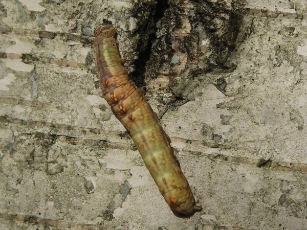 Toukka 6a