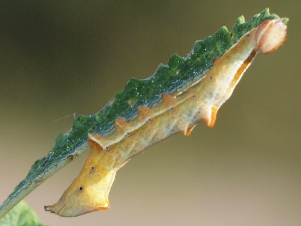 Toukka 5b