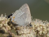Tamminopsasiipi