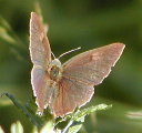 Ruostenopsasiipi, koiras
