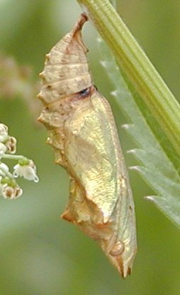 Kotelo 1