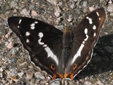 Häiveperhonen