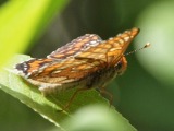 Kuva 12a
