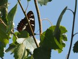 Kuva 15.7.2015A
