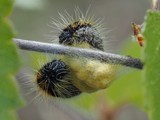 Toukka 17.5.2016