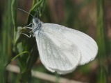 Peltovirnaperhonen