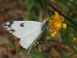 Sinappiperhonen