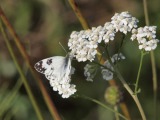 Kuva 5
