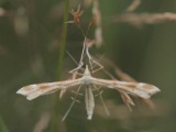Kuva 18.7.2010