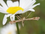 Kuva 27.6.2012