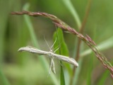 Kuva 25.6.2008