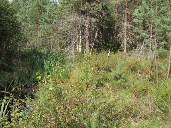 Leskenlehtisulkanen 12.8.2010b