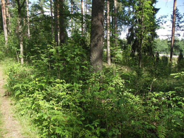 Kuva 19.7.2008b