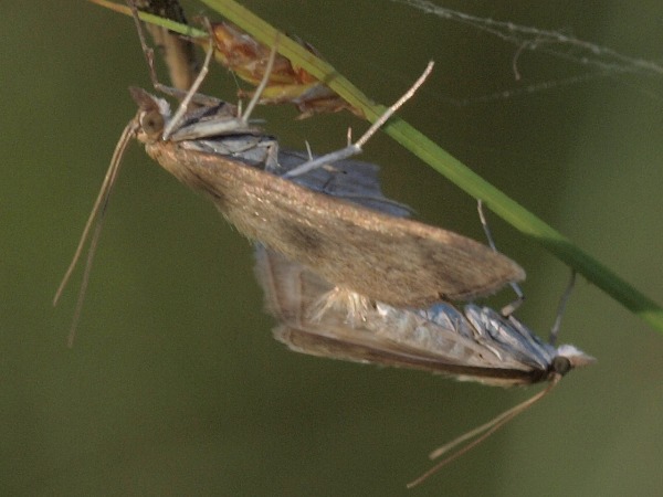 Kuva 10.7.2010a
