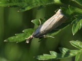 Kuva 23.6.2010
