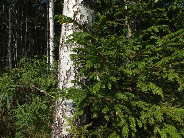 biotooppi 1