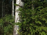 Biotooppi 1